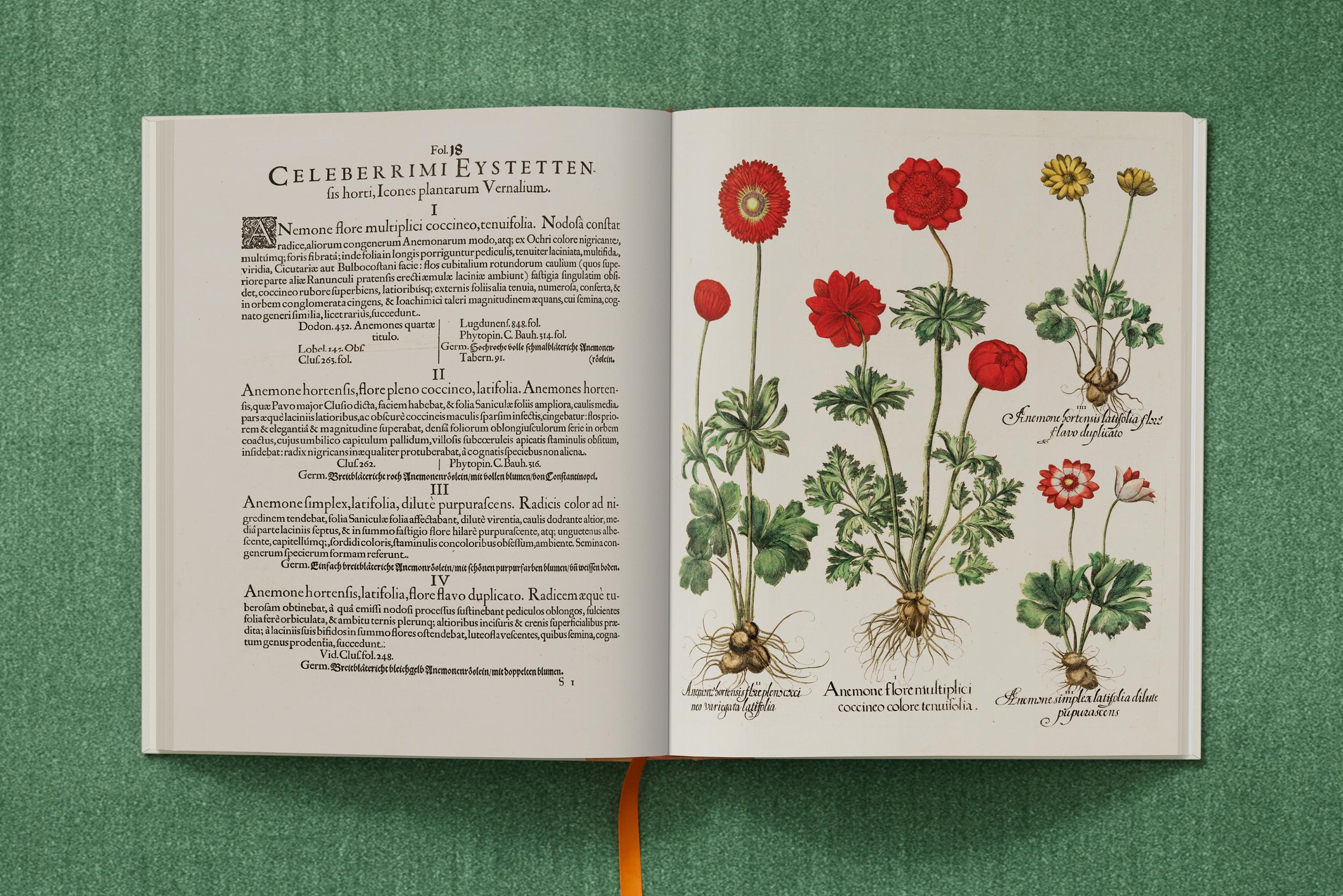 Basilius Besler. The Garden at Eichstätt – Plastic Books