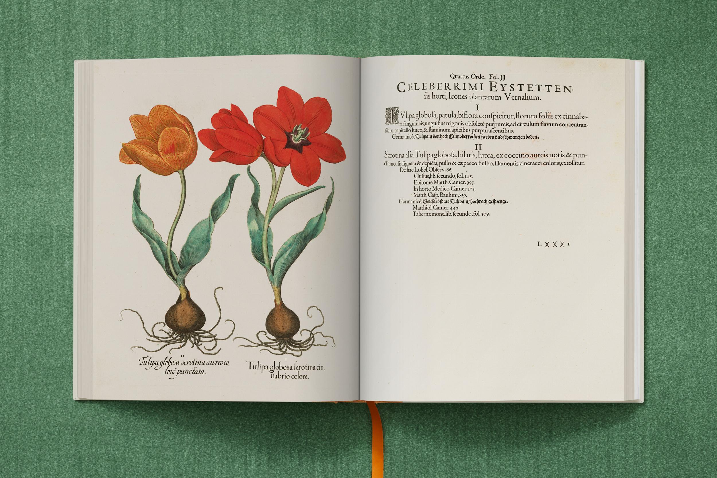 Basilius Besler. The Garden at Eichstätt – Plastic Books