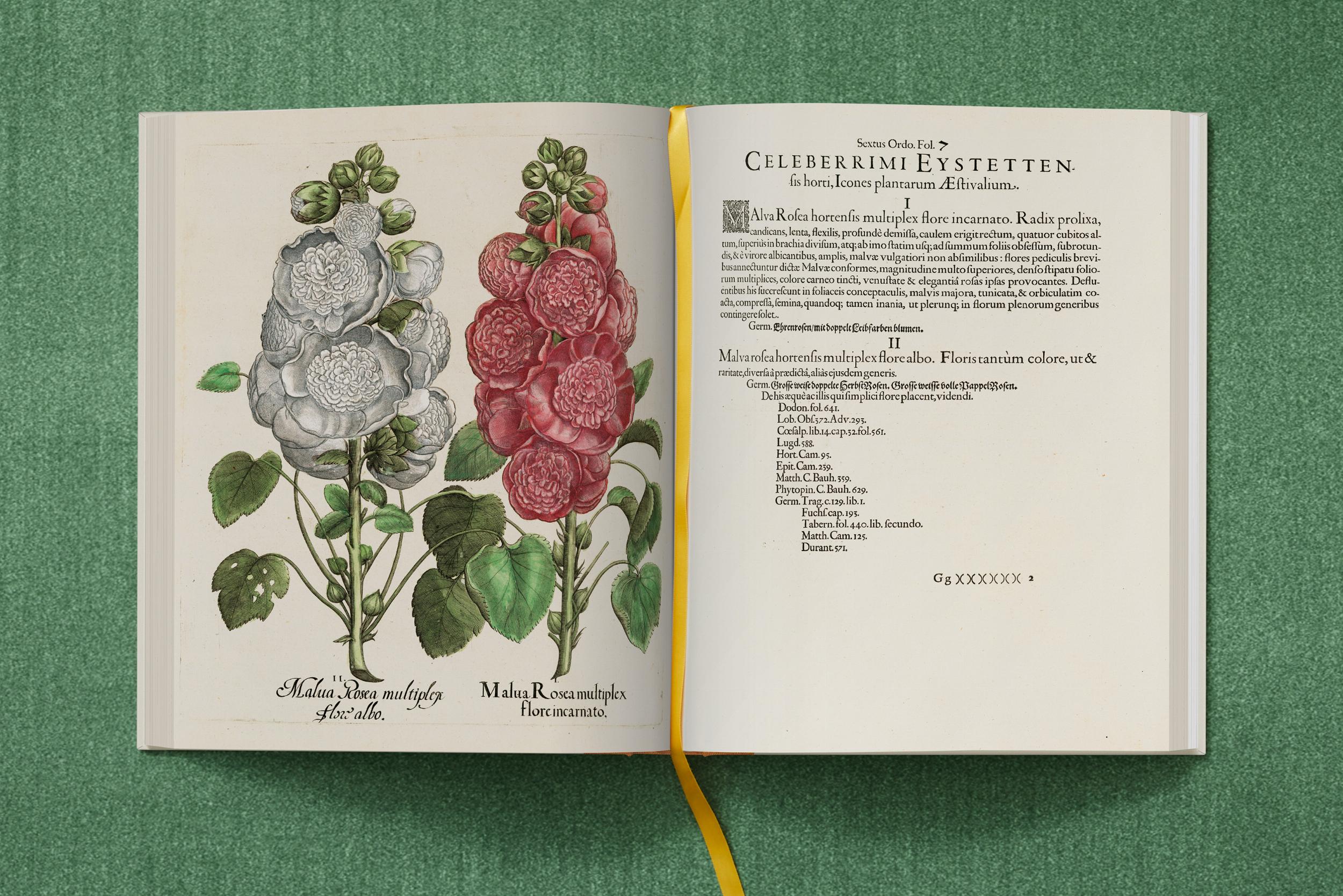 Basilius Besler. The Garden at Eichstätt – Plastic Books