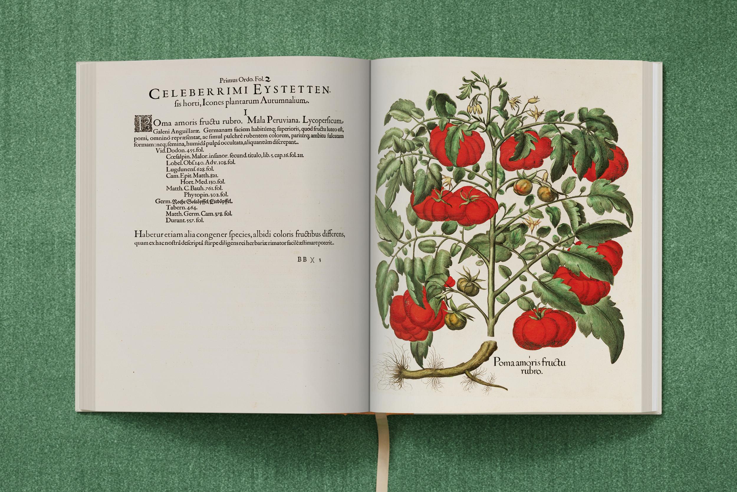 Basilius Besler. The Garden at Eichstätt – Plastic Books